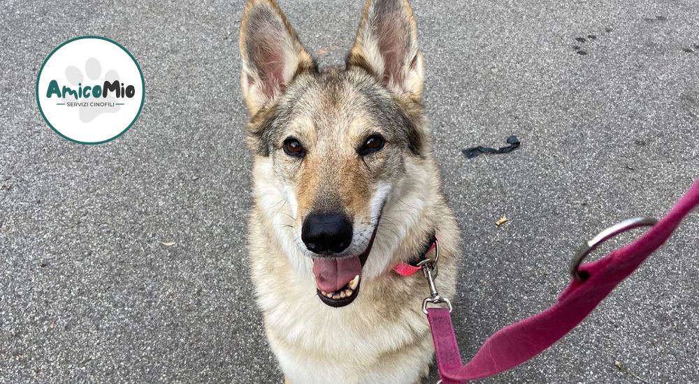 Dog sitter porta a passeggio un cane