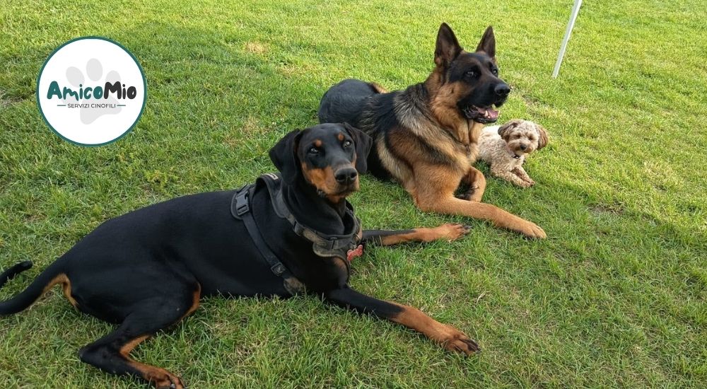 Tre cani sono all'asilo didattico